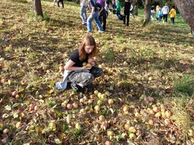 Ernte der Äpfel per Hand