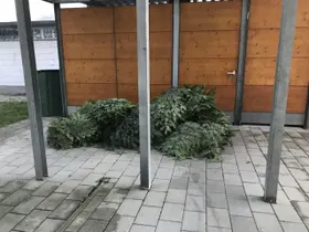 Reisig