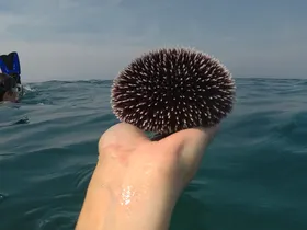 Seeigel