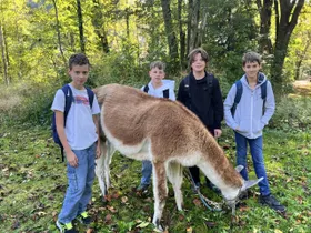 Lamawanderung