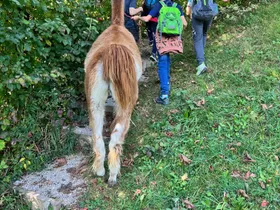 Lamawanderung