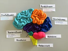 3. Die Lappen des Gehirns