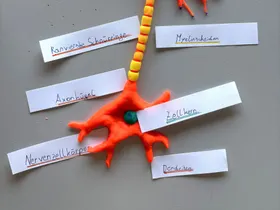2. Der Aufbau einer Nervenzelle