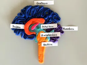1. Der Aufbau des menschlichen Gehirns