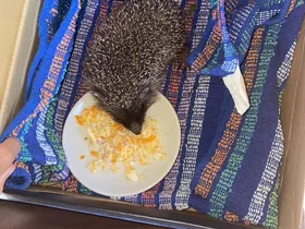 Igel