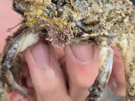 Seespinne
