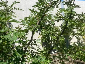 Permakulturgarten