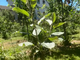 Permakulturgarten