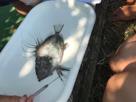 Fische bestimmen