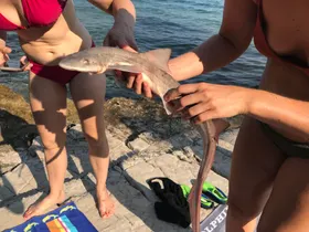 Hai