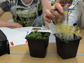 Experimente zu Wachstumsbedingungen von Pflanzen
