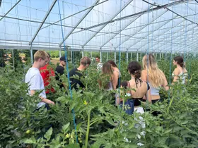 Im Gewächshaus gedeihen die Tomaten