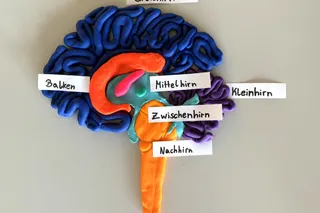 Experiment "Blick in das menschliche Gehirn"