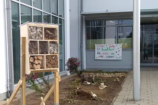 Schwere Zeiten für Insekten