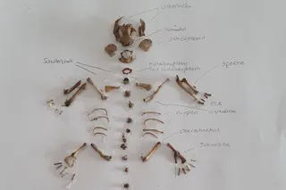 Untersuchung von Eulengewölle im Wahlpflichtfach Biologie