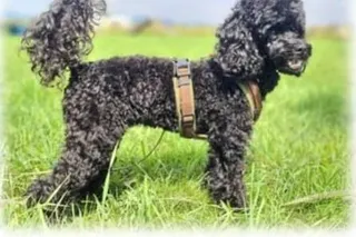 Schulbesuchshund Pippilotta