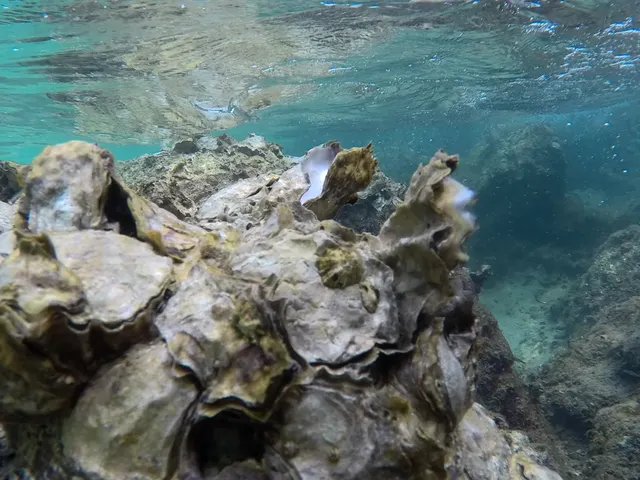 Meeresbiologie hautnah - Crashkurs in Rovinj