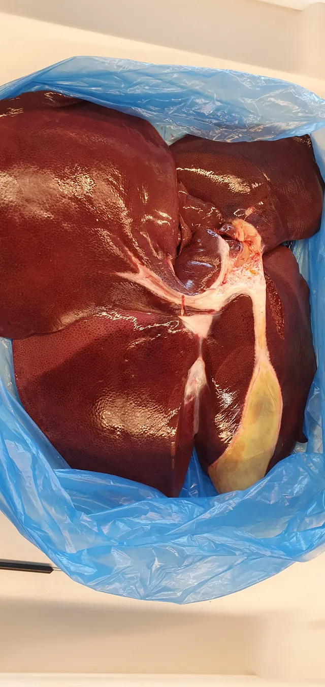 Wahlpflichtfach Biologie: Untersuchung einer Schweineleber