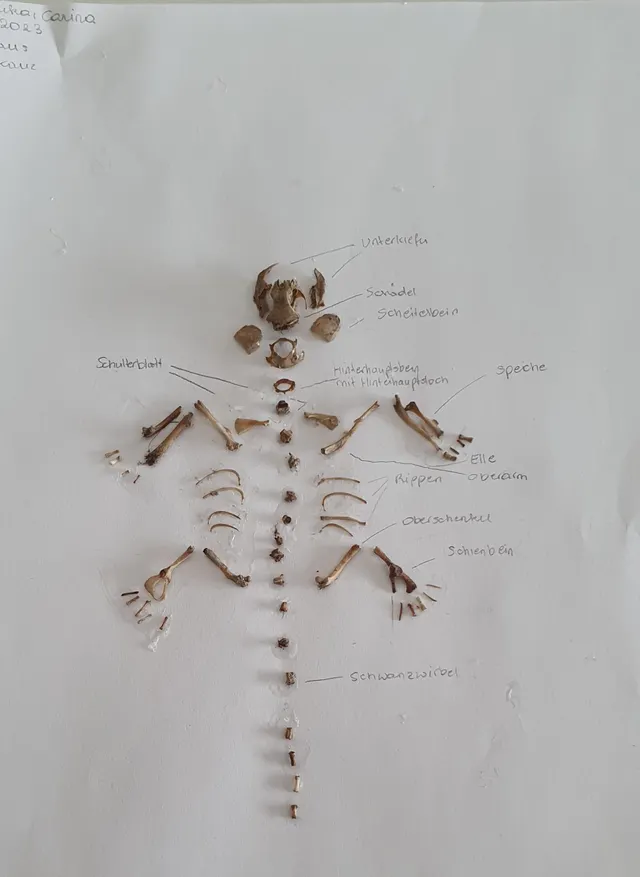 Untersuchung von Eulengewölle im Wahlpflichtfach Biologie