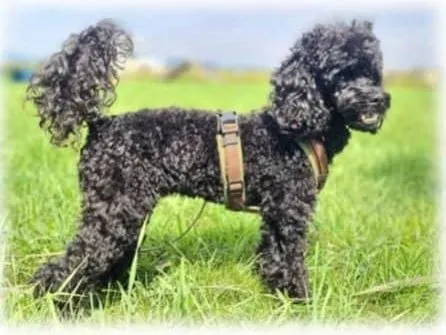 Schulbesuchshund Pippilotta